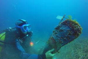 Un buzo con un ejemplar de nacra, en un fondo de Posidonia, con la etiqueta para su control.