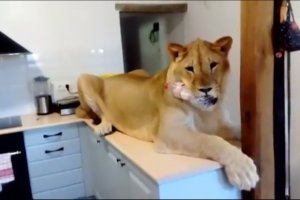 Simba fue rescatado de un circo.