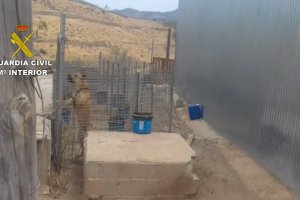 Uno de los perros que encontró la Guardia Civil en estado famélico.