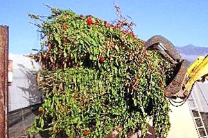 Los restos agrícolas siguen siendo un problema