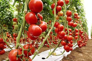 Este descubrimiento puede ser clave para la mejora genética