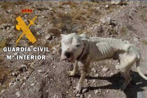 Estado en el que se encontraba el animal.