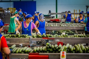 Manipulado del pepino en la SAT Costa de Almería