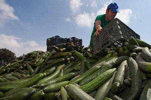 La crisis obligó a destruir miles de toneladas de pepino