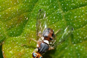 Imagen de la bactrocera olleae, conocida de forma común como mosca del olivo. Fuente: Wikipedia.