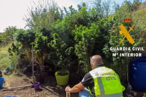 Agente de la Guardia Civil junto a las plantas de marihuana encontradas.