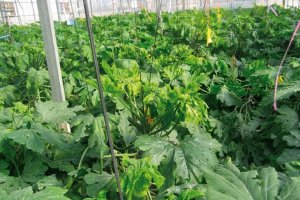 Un cultivo de calabacín afectado por la mosca blanca.