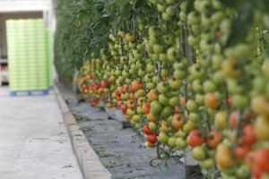 El invernadero ecológico almeriense viene preocupando desde hace tiempo a los representantes de la agricultura almeriense.