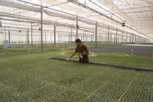 Suelta de insectos depredadores de Agrobio en semillero.