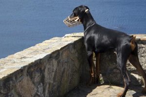 Según la normativa, los perros catalogados como potencialmente peligrosos deben ir con bozal y correa.