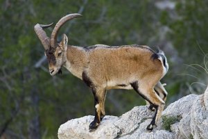 La cabra montés es una especie endémica de la Península Ibérica y el 50% de su población vive en Andalucía.