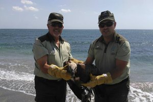 Agentes de Medioambiente posan con el buitre tras su rescate.