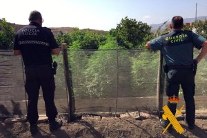 Los agentes localizaron las plantas por el olor que desprendían.