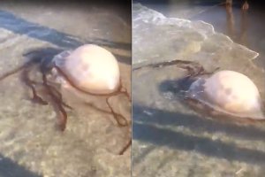 La medusa gigante que apareció ayer en la playa de El Zapillo