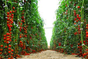 Menos del 30% de los directivos consultados esperan que este ejercicio supere al 2016-2017