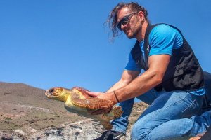 Kika momentos antes de ser reintroducida en el mar.