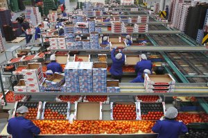 Almacén de Vicasol, una empresa modelo para el "agro" almeriense.