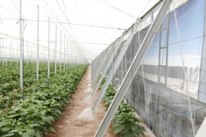 Los invernaderos modernos se abren paso en el campo almeriense.