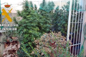 Plantas intervenidas.