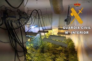 Plantas encontradas en el edificio.