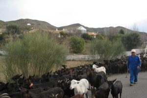 Almería  es la provincia líder en España en la producción de leche de cabra.