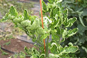 Daños causados por virus de la mosca blanca en tomate.