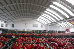 Hortalizas en una subasta listas para su envío a los mercados.