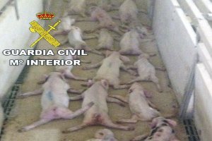 Los animales murieron a consecuencia de los golpes.