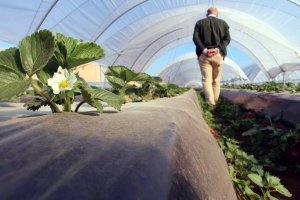 Explotación  de Haciendas Bio en Almería dedicada a la producción ecológica.