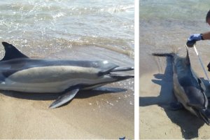 Miembros  de Equinac acudieron a atender al delfín varado en la playa.
