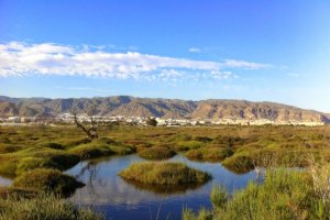 El humedal de la Ribera de la Algaida acoge cientos de aves que anidan allí o hacen una parada en la migración.