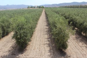 Arbolado en una explotación de Huércal-Overa.