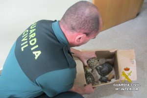 Animales encontrados en el maletero del detenido.