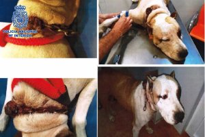 Heridas que presentaba el animal.