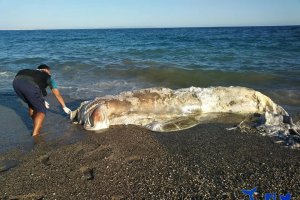 Animal varado en la costa de Roquetas.