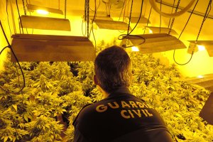 Agentes de la Guardia Civil en el interior de la vivienda con 370 plantas de marihuana.
