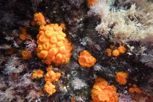 Ejemplares de coral naranja (Astroides calycularis) de los fondos marinos del Cabo de Gata. Asociación hombre y territorio.