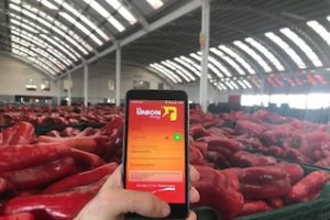 La Unión lanza una APP móvil para sus agricultores que les aporta datos en tiempo real de ventas y rentabilidad.