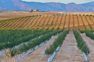 Imagen difundida por Acuíferos Vivos de un campo de olivos de regadío en la zona del campo de Tabernas.