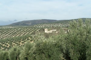 Campo de olivos en Almería.