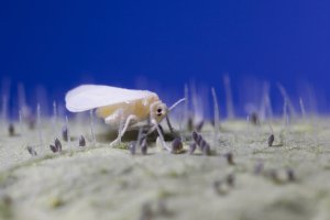 Imagen de archivo de Bemiscia tabaci, más conocida como mosca blanca.