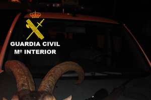 Cabeza de macho montés incautada por los agentes.