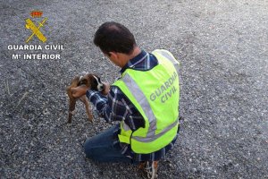 Era un cachorro de dos meses y medio de la raza bóxer.