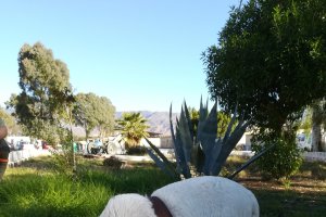 La Legión presenta a Baldomero.