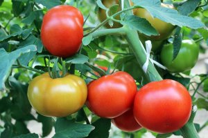 La IGP Tomate La Cañada es un término que asegura la calidad de un producto de la región almeriense.