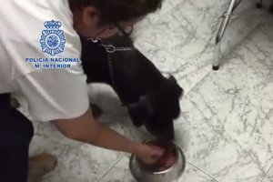 Captura del vídeo difundido por la Policía Nacional tras ser rescatado el animal.