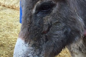 La burrita que sufrió el año pasado la agresión.