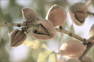 Almendros almerienses de secano.