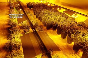 Vista general de la plantación desmantelada por la Guardia Civil.