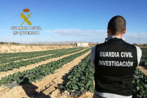Explotación agrícola donde sucedió el robo.
